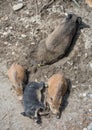 Wild Boar Sus scrofa Piglets Royalty Free Stock Photo