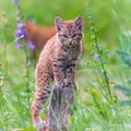 Wild Bobcat Kittens