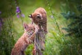 Wild Bobcat Kittens