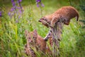 Wild Bobcat Kittens