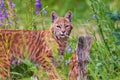 Wild Bobcat Kittens