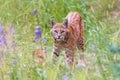 Wild Bobcat Kittens