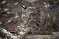 Wild Bobcat Lynx Rufus