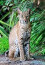 Wild Bobcat (Lynx rufus) Royalty Free Stock Photo
