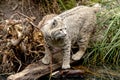 Wild Bobcat in Mountain Setting