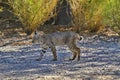 Wild bobcat strolls path at Sweetwater Wetlands