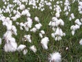 Wild Bog Cotton.