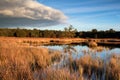 Wild bog lake before sunset Royalty Free Stock Photo