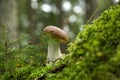 Wild Boletus Mushroom growing on lush green moss