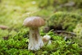 Wild Boletus Mushroom growing on lush green moss