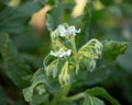 Wild Borage Borago officinalis alba flowers growing in garden Royalty Free Stock Photo