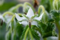 Wild Borage Borago officinalis alba flowers growing in garden Royalty Free Stock Photo