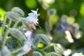 Wild Borage Borago officinalis, with beautiful white flower Royalty Free Stock Photo