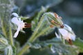Wild Borage Borago officinalis with beautiful white flower Royalty Free Stock Photo