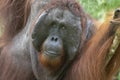 Wild Bornean orangutan in Maleisie Royalty Free Stock Photo