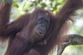 Wild Bornean orangutan in Maleisie Royalty Free Stock Photo