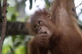 Wild Bornean orangutan in Maleisie Royalty Free Stock Photo