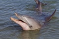 Wild bottle-nosed dolphin, Monkey Mia, Shark Bay Royalty Free Stock Photo