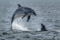 Wild Bottlenose Dolphins Jumping Out Of Ocean Water At The Moray Firth Near Inverness In Scotland