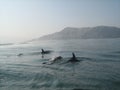 Wild dolphins swimming off Peruvian coast Royalty Free Stock Photo