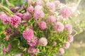 Wild bouquet of pink clover flower on green grass in soft Royalty Free Stock Photo