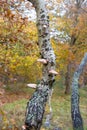 Bracket fungus growing on a tree in the forest