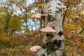 Bracket fungus growing on a tree in the forest