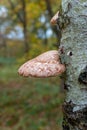 Bracket fungus growing on a tree in the forest