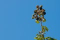 Wild Brambles With Blackberries On A Bright Sunny Day With Blue Sky