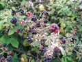 Wild Brambles Bush With Blackberries