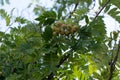 Wild branch of almond tree with green almonds Royalty Free Stock Photo