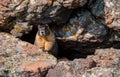 Wild Brave Marmot Hiding in Rocks Royalty Free Stock Photo