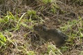 Wild Brazilian Baby Guinea Pig Royalty Free Stock Photo