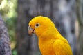 Guaruba guarouba - Yellow Brazilian parrot Royalty Free Stock Photo