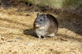 From the wild Brazilian Guinea pig, Cavia aperea, the domestic guinea pig was bred Royalty Free Stock Photo