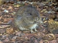 wild Brazilian Guinea pig, Cavia aperea, sits on the ground watching the surroundings Royalty Free Stock Photo