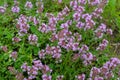 Wild Breckland thyme Thymus serpyllum flower is a well known medicinal herb prepared as tea Royalty Free Stock Photo