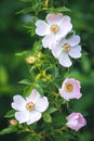 Wild Briar Flower