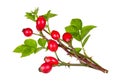 Wild briar twigs with red rosehips, green leaves and thorns isolated on white background. Rosa canina