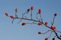 Wild brier - medical plant Royalty Free Stock Photo