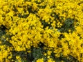 Wild Bright Beautiful and Cheerful Yellow Gerbera Daisy Flowers in bloom in the park garden background. Natural life plant Royalty Free Stock Photo