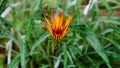 A wild bright colored daisy opening in the morning.