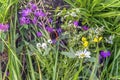 Wild bright flowers and butterfly in grass, meadow in summer, sunny day. Picturesque natural background