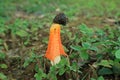 Wild Bright Orange Color Long Net Stinkhorn Mushroom or Bamboo Fungus in the Green Field Royalty Free Stock Photo