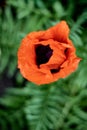 Wild bright red poppie flower close-up. Nature