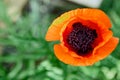 Wild bright red poppie flower close-up. Nature