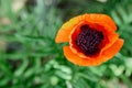 Wild bright red poppie flower close-up. Nature