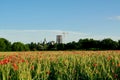 Wild bright red poppies on the green wheat field Royalty Free Stock Photo