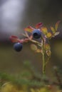 Wild brightly colored blueberry plant growing in autumn scenery, kungsleden, Sweden