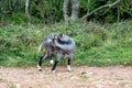 Wild British Primitive Feral Goat having a scratch